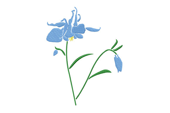 Blue Columbine Flower Review